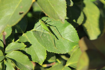 A close-up of a leaf