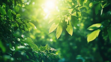 A lush green forest with sunlight filtering through the leaves, showcasing vibrant flora
