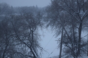Obraz premium snow-covered frozen river viewed through barren trees in winter