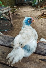 Chicken sitting on a wooden chair 