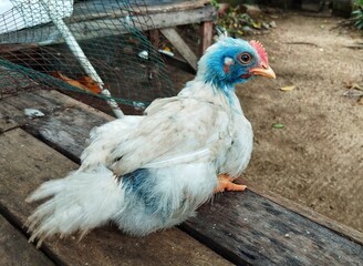 Chicken sitting on a wooden chair 
