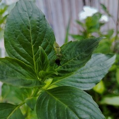 Baby praying mantis eating a fly 
