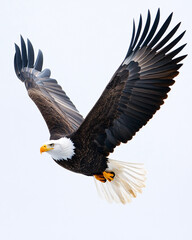 Fototapeta premium Bald Eagle in Flight