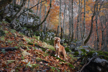 A Nova Scotia Duck Tolling Retriever hikes through a dense forest with colorful autumn leaves. The...
