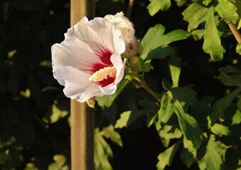 A flower or Hibiscus Syriacus red heart plant close up