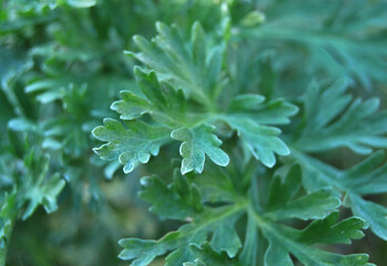 Wormwood plant close up, leaves of absinthe wormwood in the wild