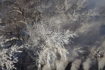 thick hoarfrost on tree branches shines white in morning sunlight