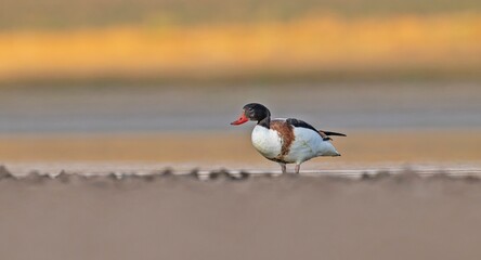 Common Shelduck (Tadorna tadorna) is a duck species found in Asia, Europe, America and Africa. It is common in Turkey.
