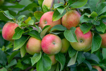 apples on the tree in harvest season