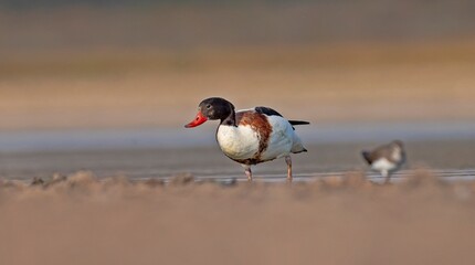 Common Shelduck (Tadorna tadorna) is a duck species found in Asia, Europe, America and Africa. It is common in Turkey.