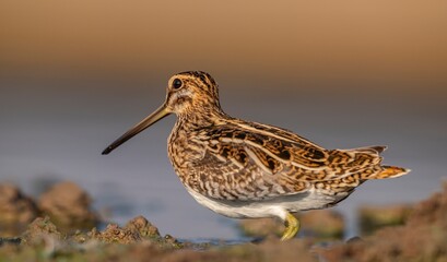 Common Snipe (Gallinago gallinago) is a bird that lives in wetlands and feeds on aquatic invertebrates. It is a common species in Turkey.