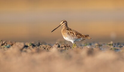 Common Snipe (Gallinago gallinago) is a bird that lives in wetlands and feeds on aquatic invertebrates. It is a common species in Turkey.