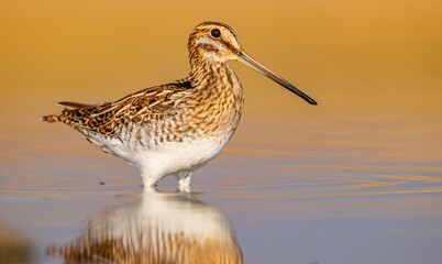 Common Snipe (Gallinago gallinago) is a bird that lives in wetlands and feeds on aquatic invertebrates. It is a common species in Turkey.
