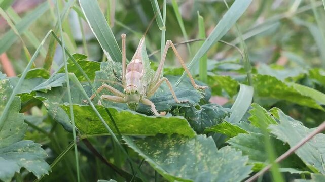 A grasshopper on the green grass. 