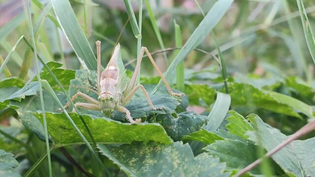 A grasshopper on the green grass. 