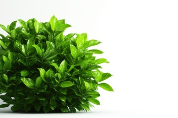 Lush green foliage on a white isolated background.