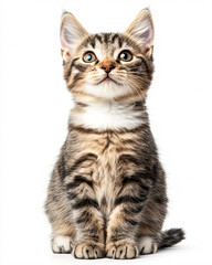 Adorable tabby kitten sitting on white background, cute pet portrait of a young cat  

