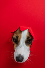 Funny Jack Russell Terrier dog sticks out through a red cardboard background. Copy space. Vertical photo. 