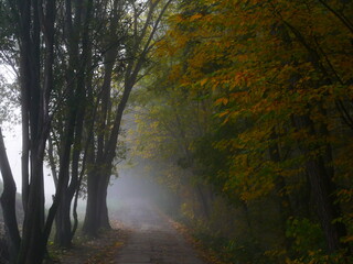 Obraz premium Mysterious foggy forest with forest road during autumn day