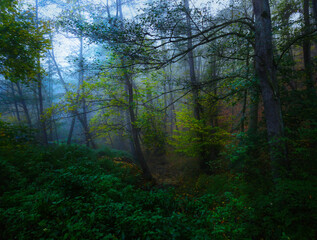 Obraz premium Mysterious foggy forest during autumn day