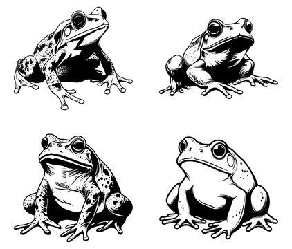 toad collection Couch' sspadefoot Scaphiopus couchii. Four black and white  illustrations 