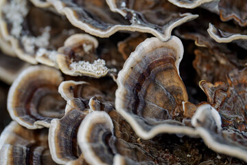 A wood mushroom in detail with a white border.
