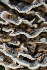 A wood mushroom in detail with a white border.
