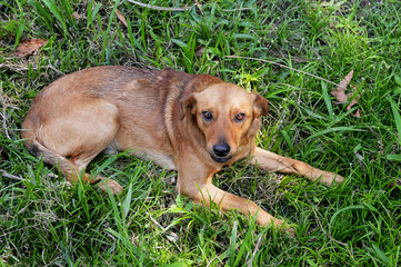Yellow mixed breed dog lying on a lawn expressing a look of tenderness