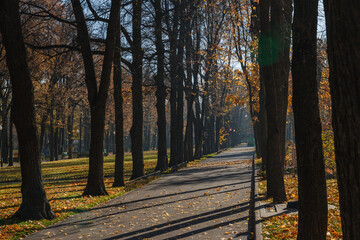 Tree alley walking path in autumn park