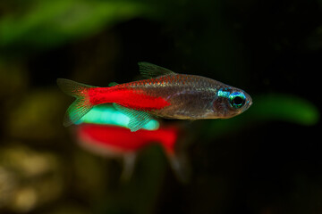 Detail of neon diamondfish under the surface.

