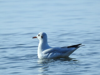 seagull swimming in the baltic sea