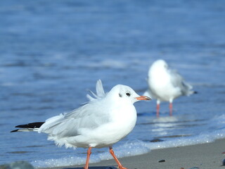a windswept seagull on the beach