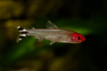 Red-mouthed or red-headed tetra fish under the surface.
