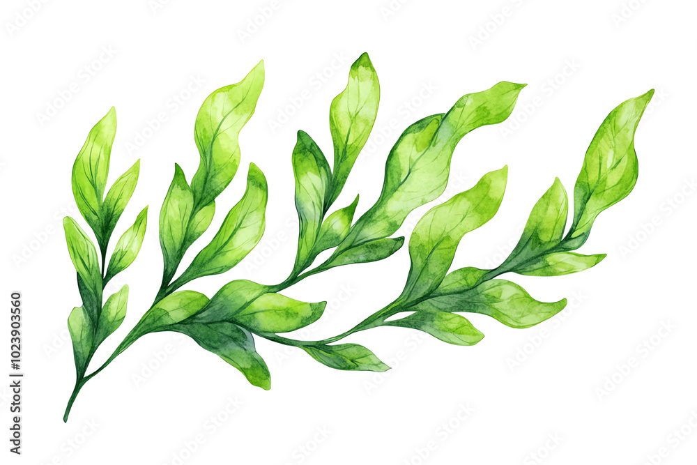 Canvas Prints green leafy branch, white isolate background transparent background
