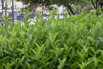 Lush greenery at the grand bazaar