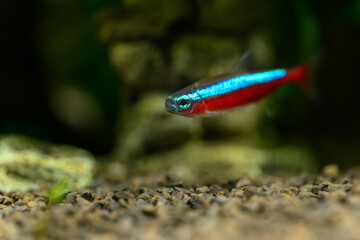 Neon red under the surface in detail.
