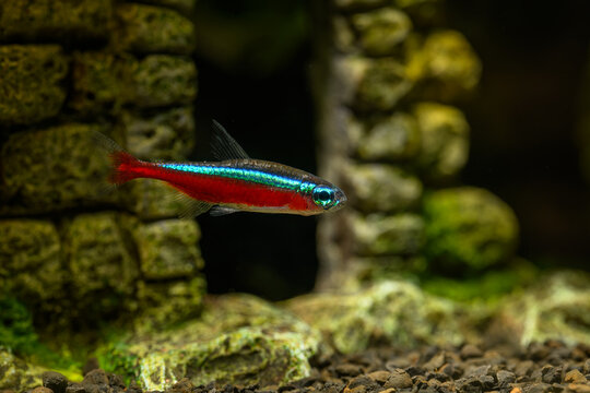 Neon red under the surface in detail.

