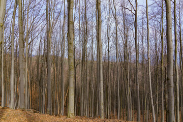 Fototapeta premium Densely overgrown trees forming an autumn forest