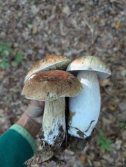  I hold the boletus edulis mushroom in my hand.  Autumn mushroom picking