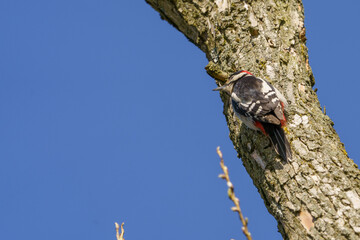 A bird, high in a tree, clinging to the tree bark.