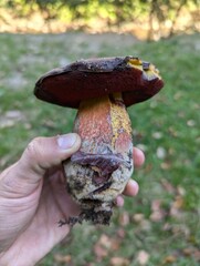 Holding Boletus mushroom in the forest. 