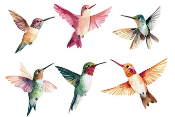 Obraz premium Watercolor hummingbird illustration with vibrant colors, isolated on a white background. Tropical bird hand-drawn clipart perfect for summer designs