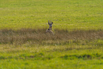 Roe deer in their natural habitat in agricultural fields.