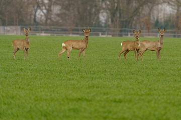 Roe deer in their natural habitat in agricultural fields.