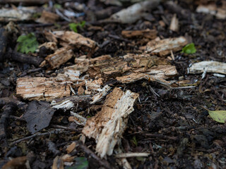 Close up detail of woodland grounds with a mixture of dark, light browns and a hint of green