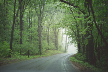 Lush Green Foliage on Green Treetop Canopy in Acadia National Park, Maine