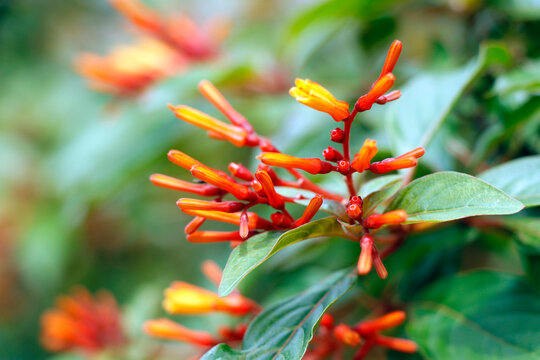 Hamelia patens is a large evergreen perennial shrub or small tree in the family Rubiaceae, Common names include firebush, hummingbird bush, scarlet bush, and redhead