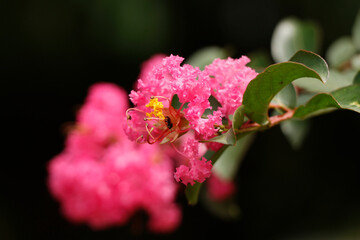 Lagerstroemia indica flower, commonly known as a crape myrtle, is a species of flowering plant in the genus Lagerstroemia of the family Lythraceae