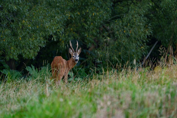 A small deer hidden at the edge of the forest