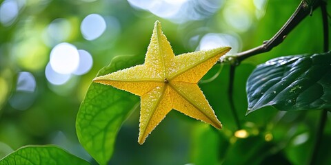 starfruit growing from plant